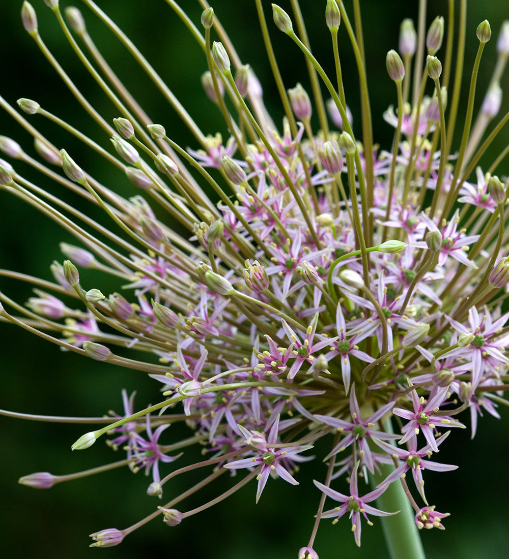 Allium schubertii