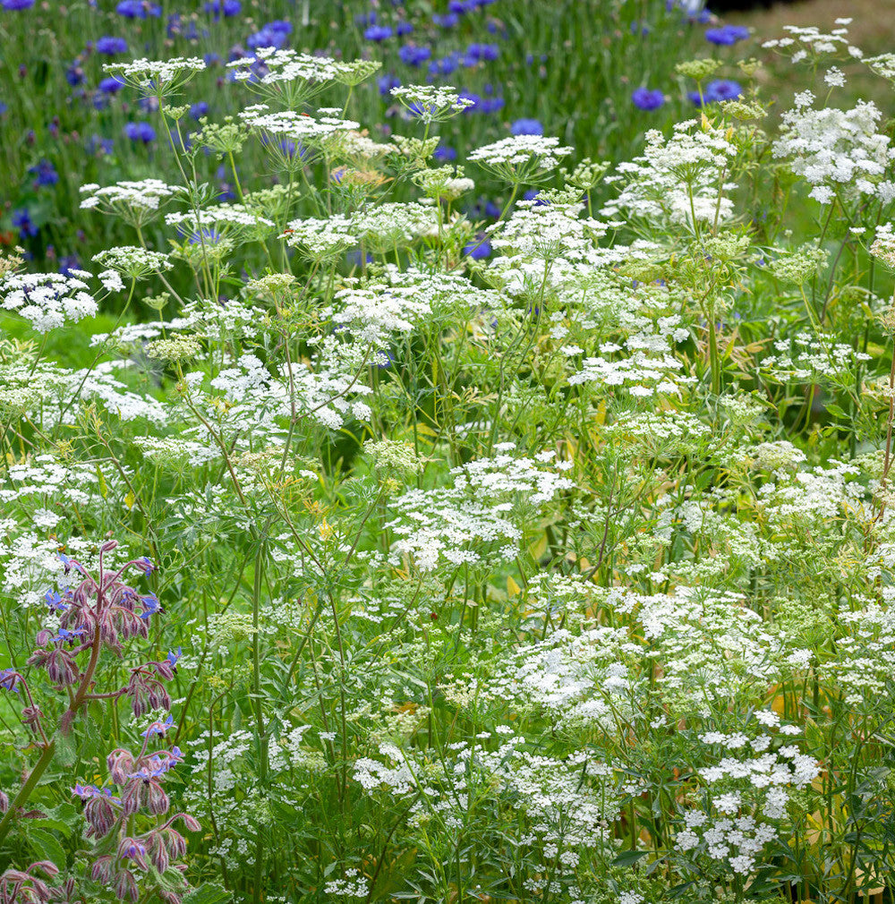 Ammi majus
