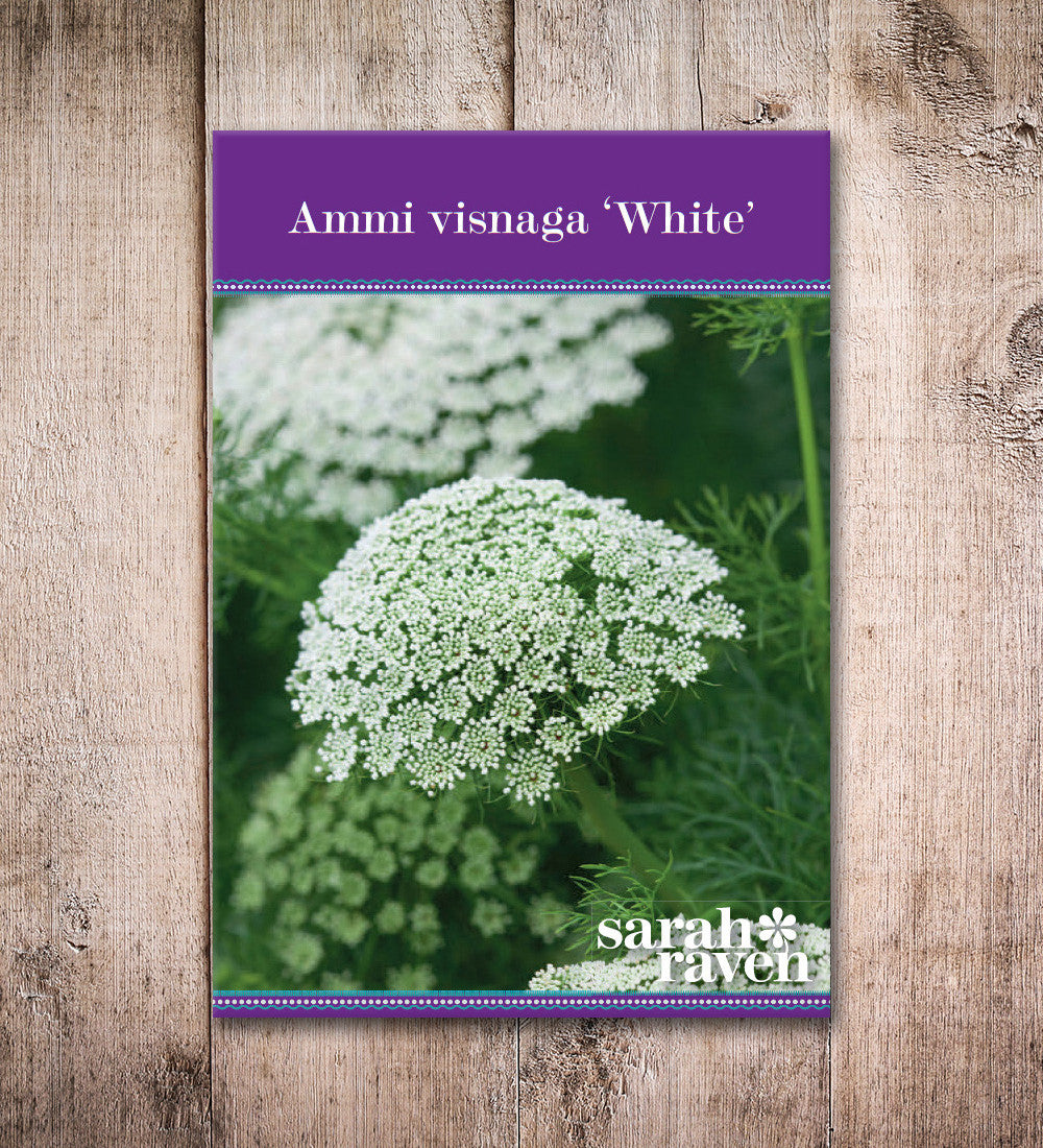 Ammi visnaga
