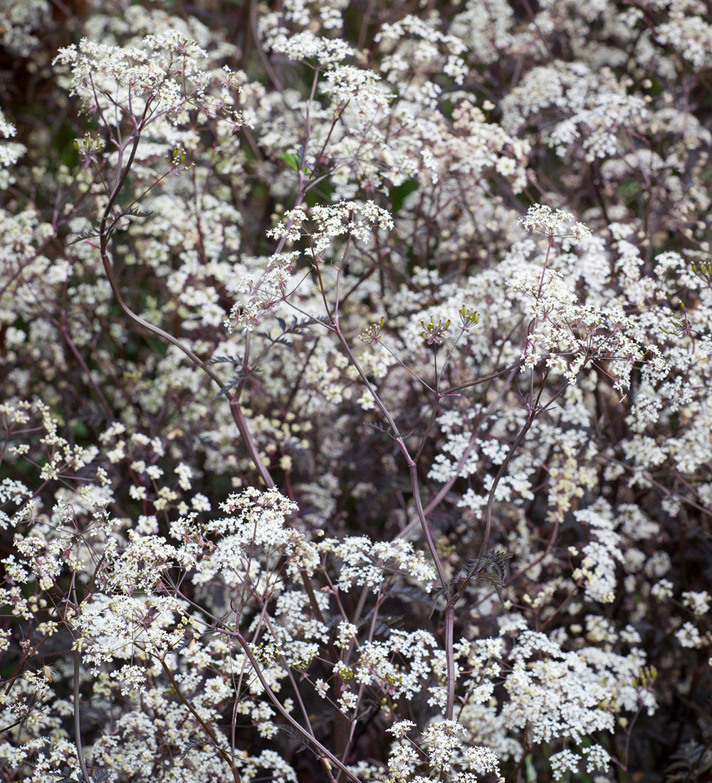 Anthriscus sylvestris 'Ravenswing'