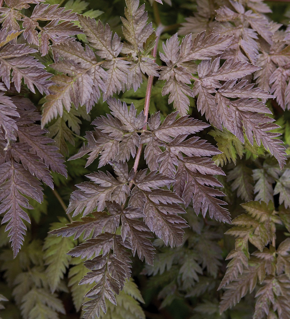 Anthriscus sylvestris 'Ravenswing'