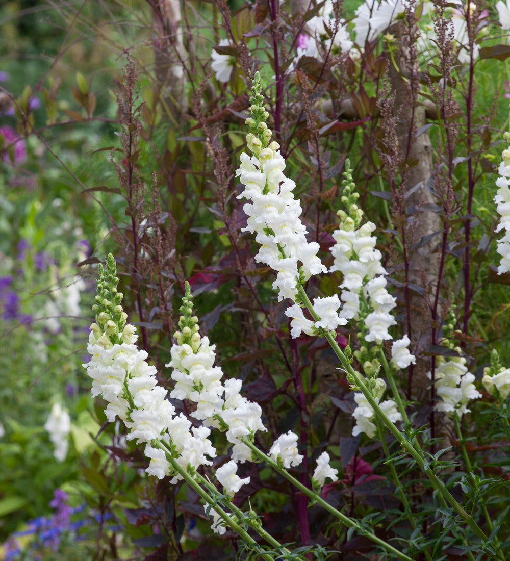 Antirrhinum majus 'White Giant' F1