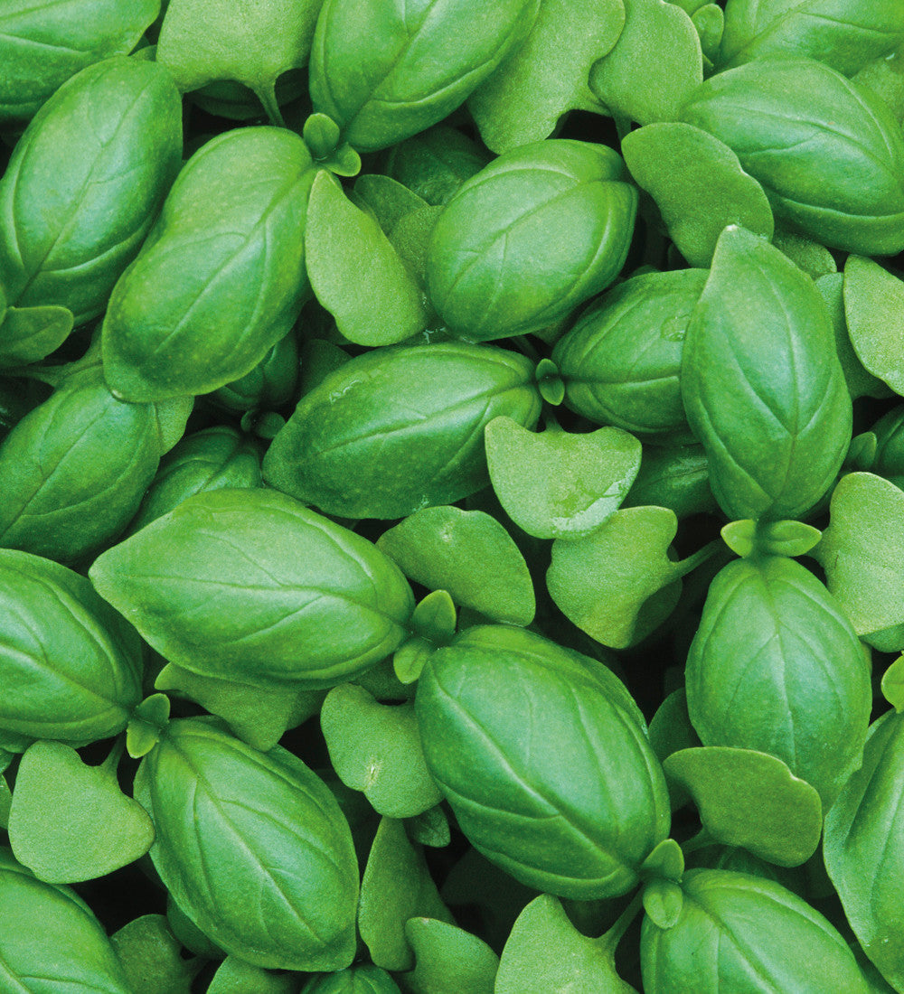 Sweet Basil