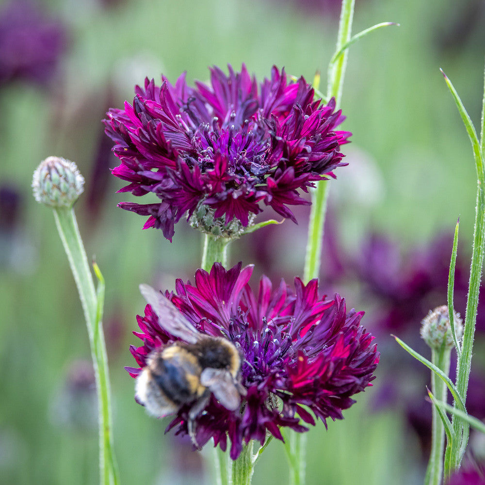 Centaurea cyanus 'Black Ball' | Sarah Raven
