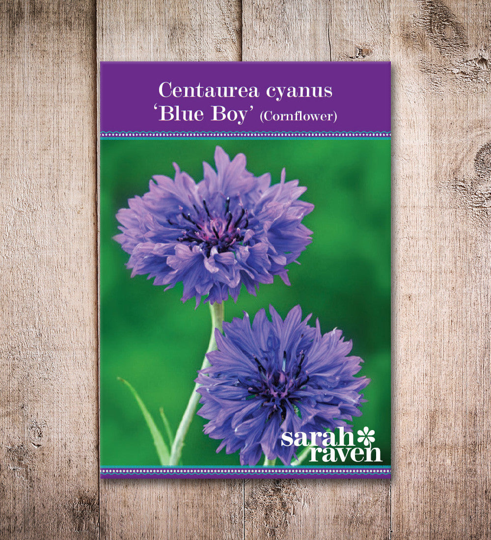 Centaurea cyanus 'Blue Boy'