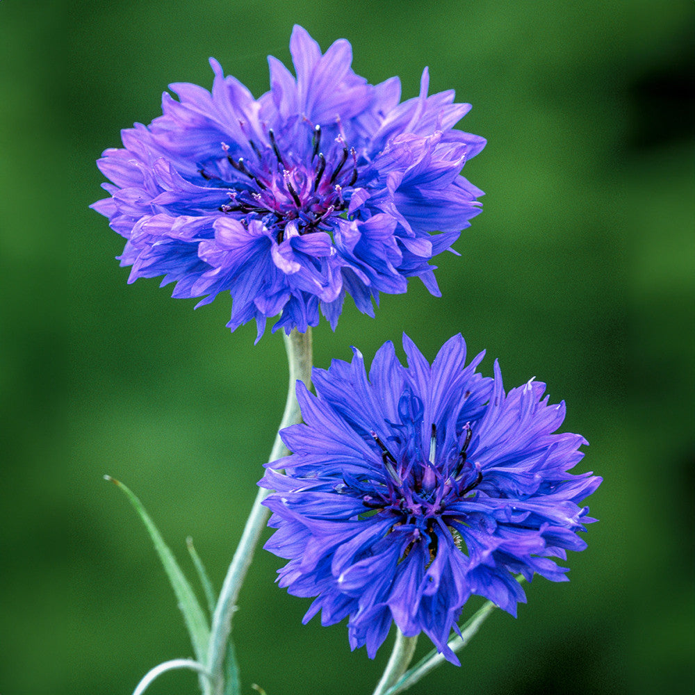 Buy Centaurea Cyanus 'Blue Boy' | Cornflower | Sarah Raven