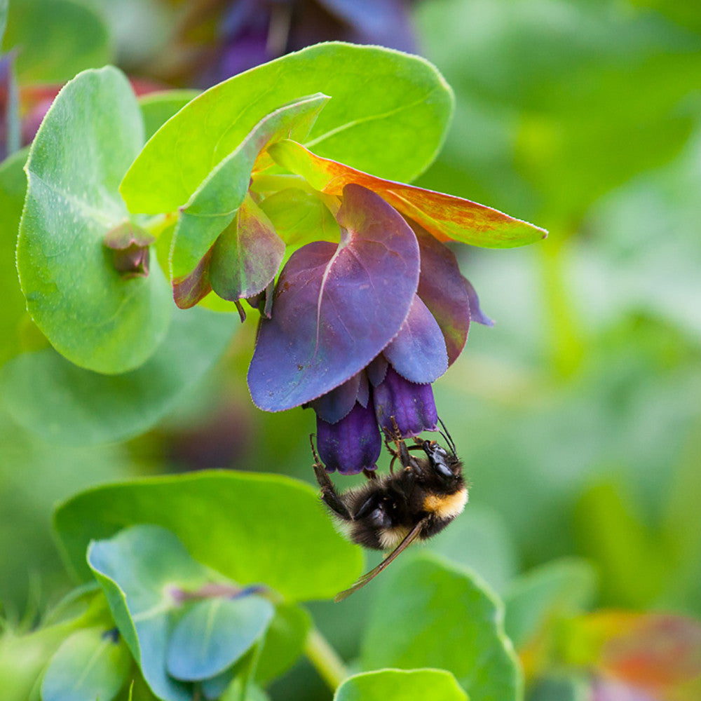 Cerinthe major 'Purpurascens'