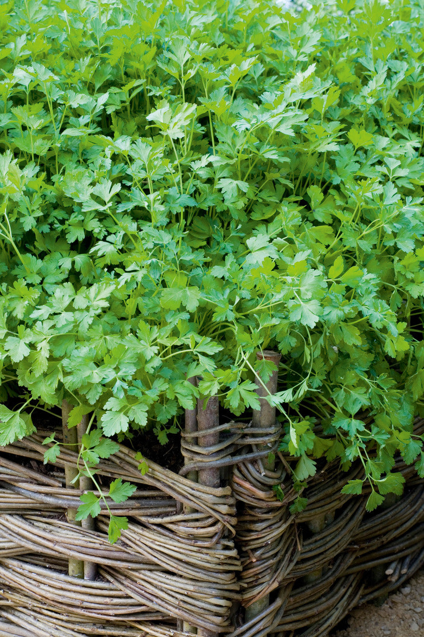 Coriander (Coriandrum sativum 'Leisure')