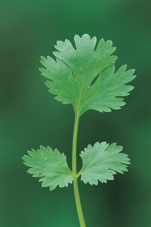 Coriander (Coriandrum sativum 'Leisure')