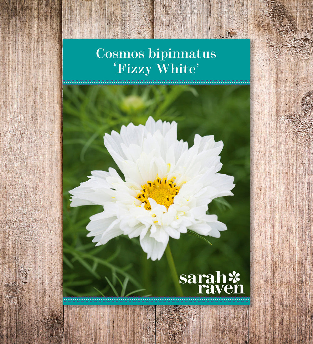 Cosmos bipinnatus 'Fizzy White'