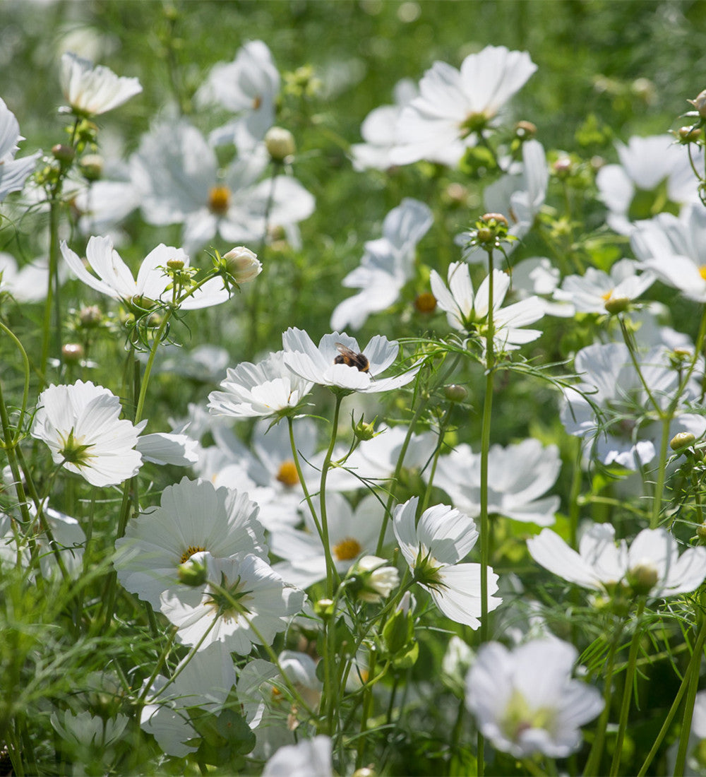 Cosmos bipinnatus 'Purity'