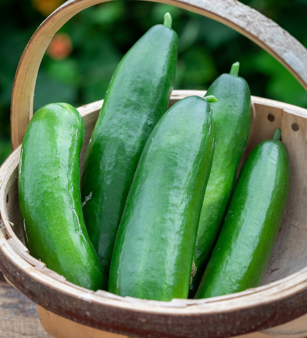Cucumber 'La Diva'