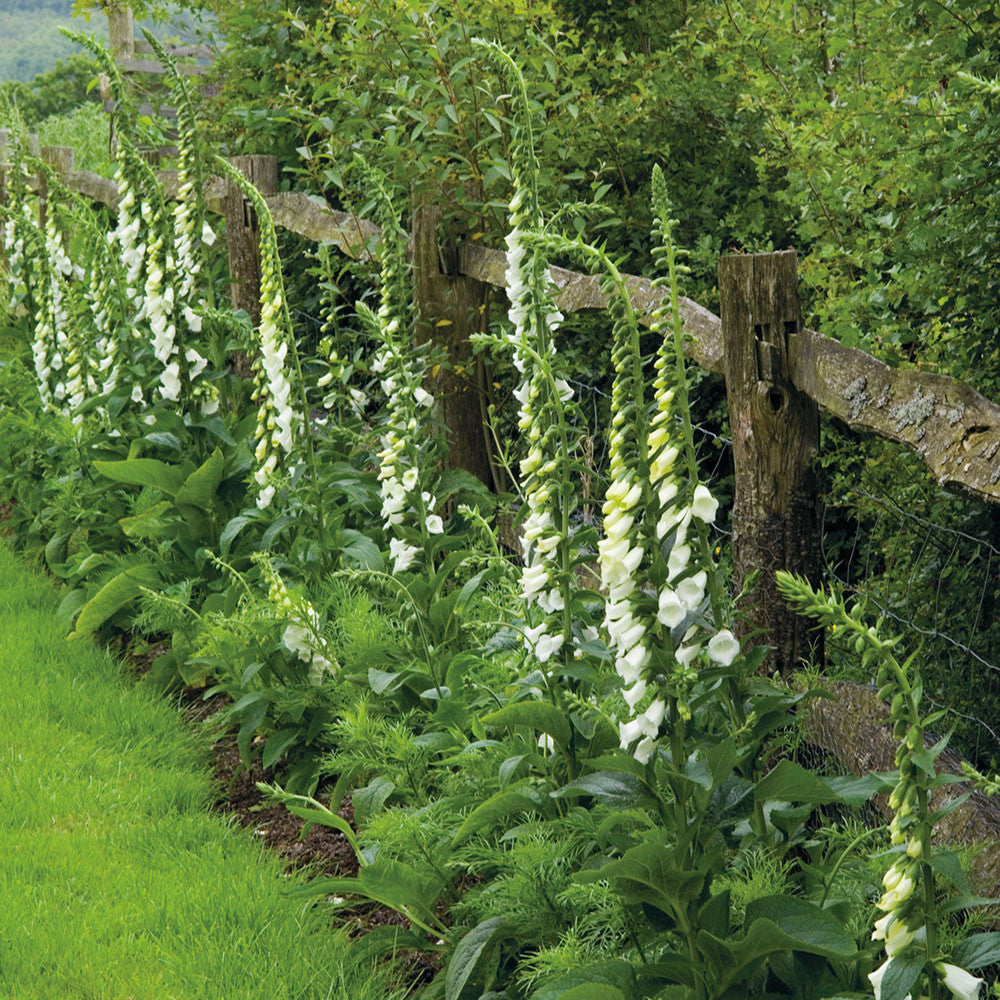 Digitalis purpurea f. albiflora