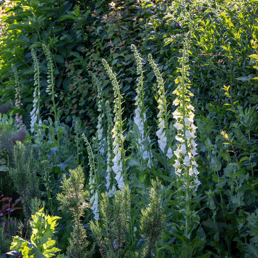 Digitalis purpurea f. albiflora