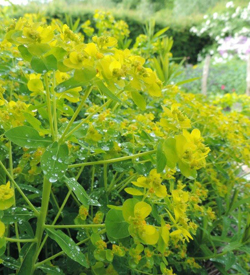 Euphorbia oblongata