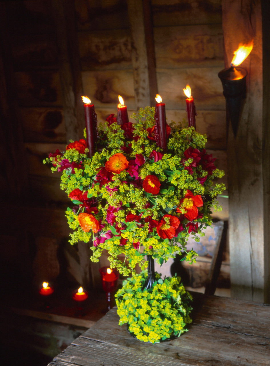 Euphorbia oblongata