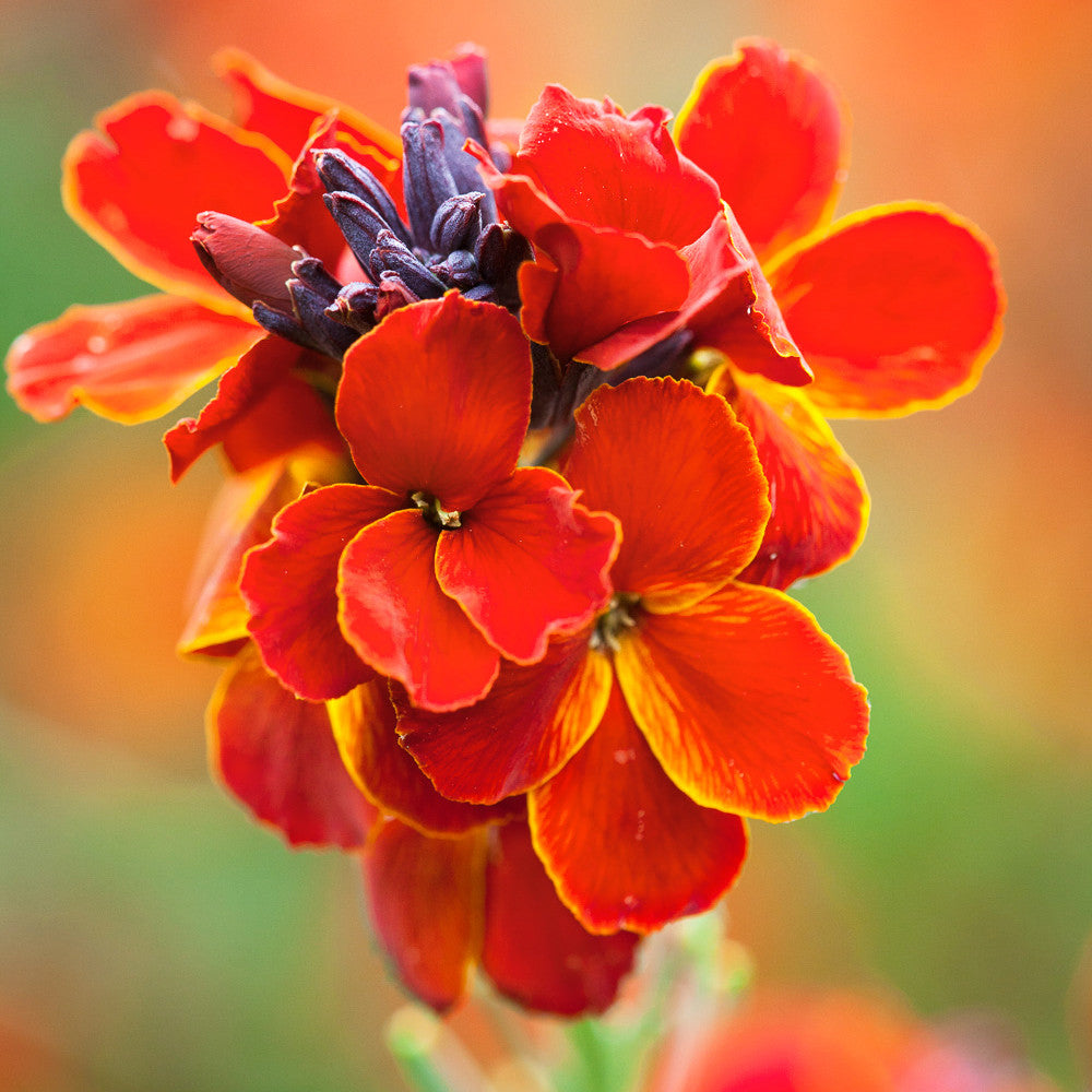 Wallflower 'Fire King'