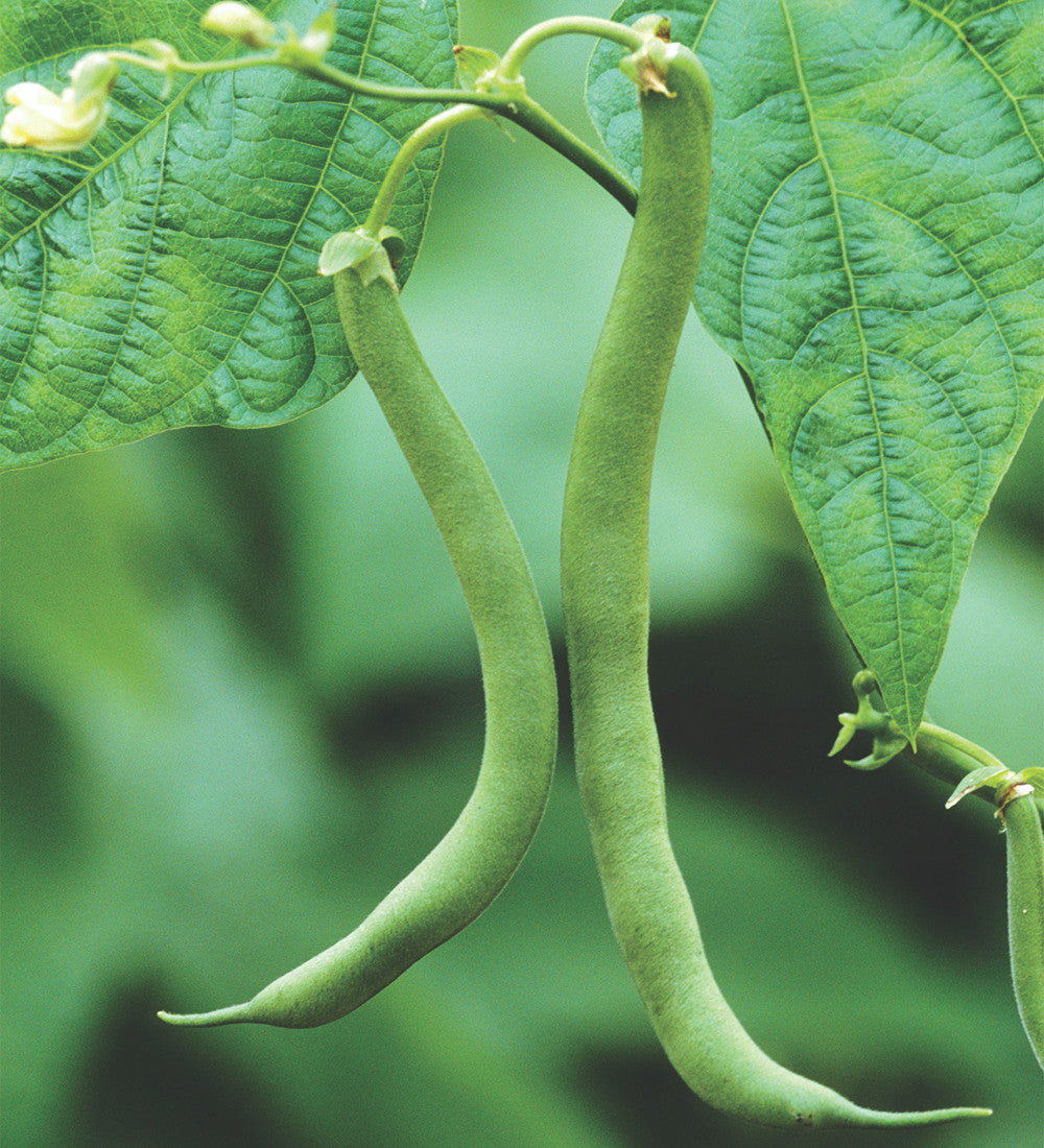 French Bean 'Blue Lake' (Climbing)