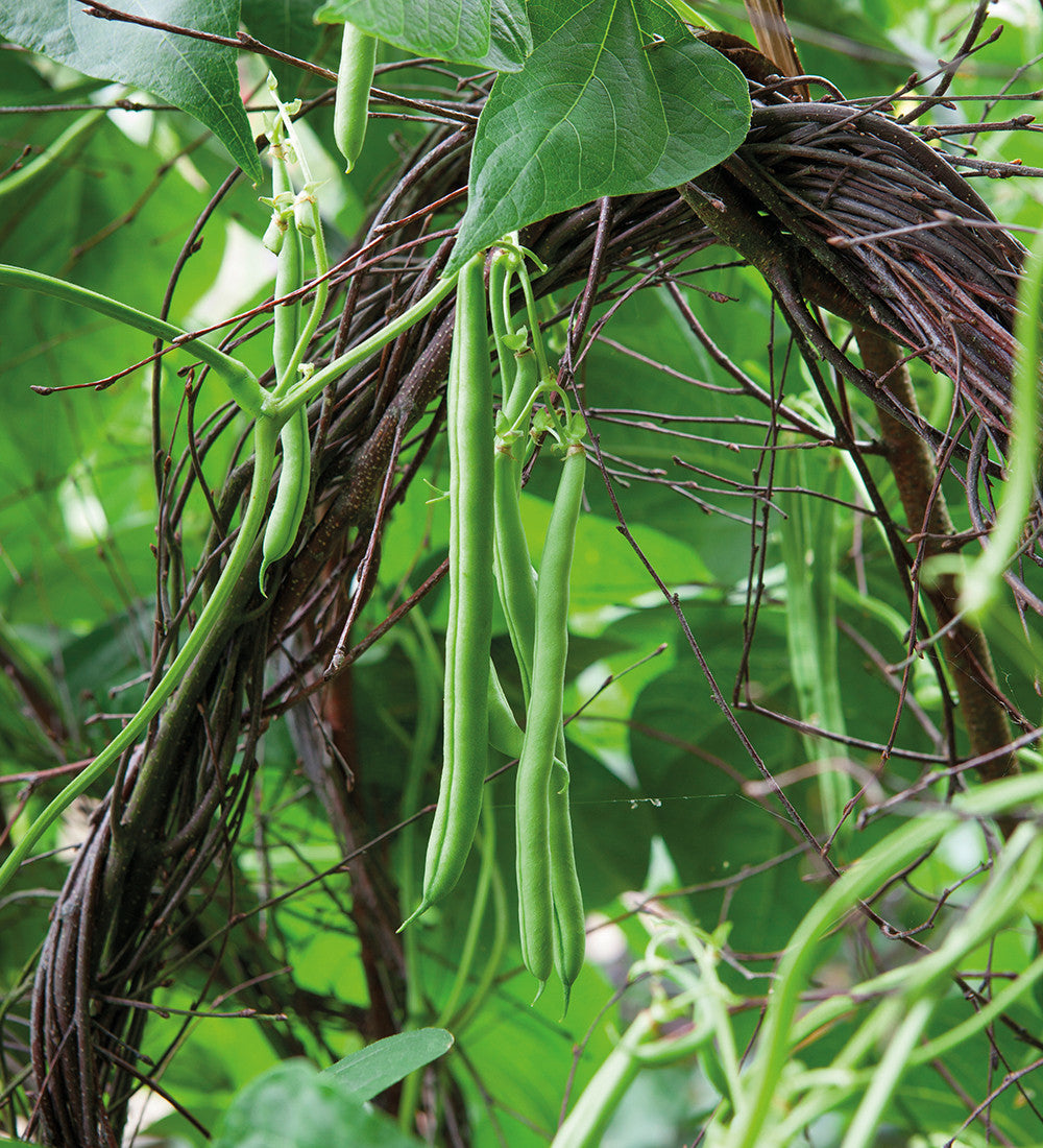 French Bean 'Blue Lake' (Climbing)