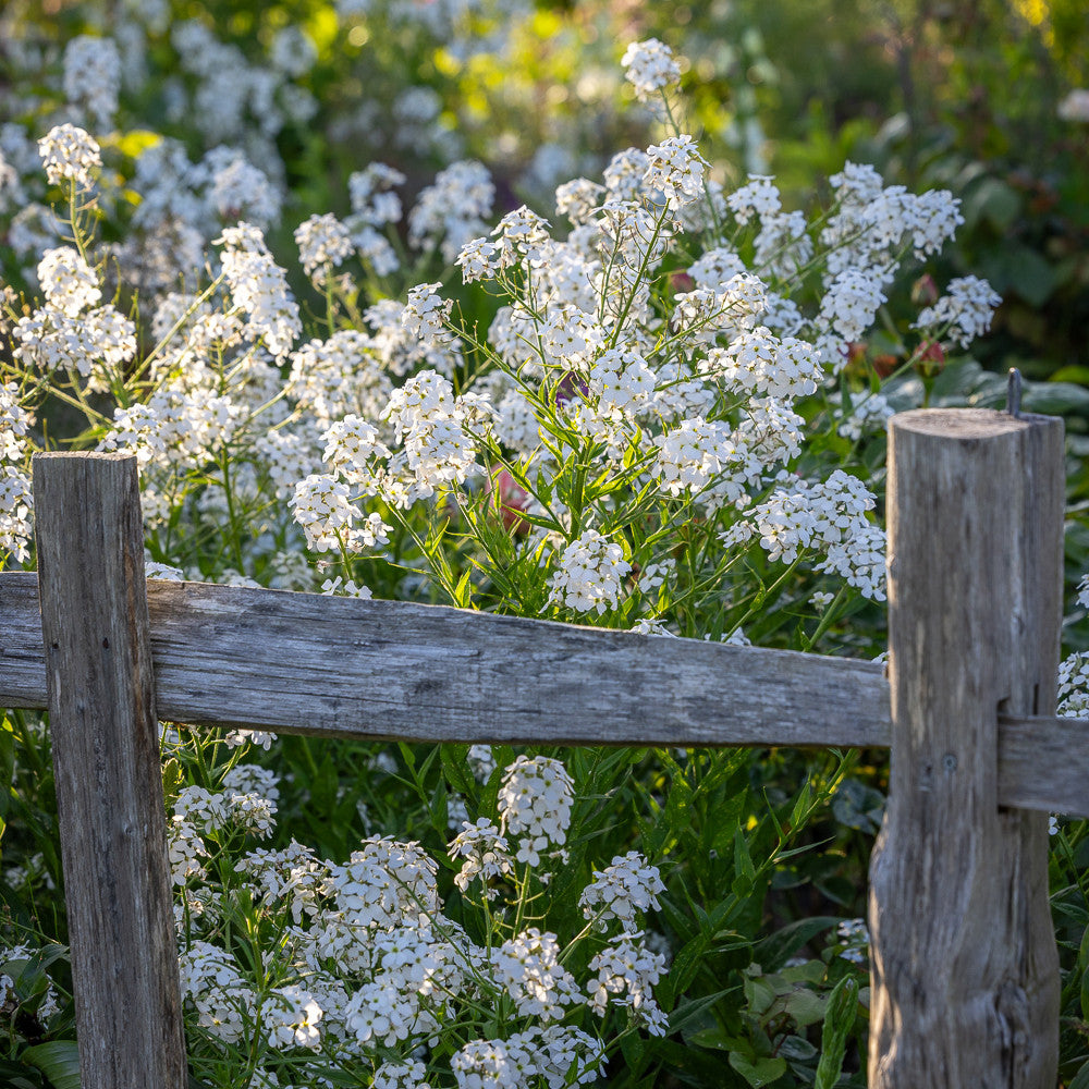 Hesperis matronalis var. albiflora