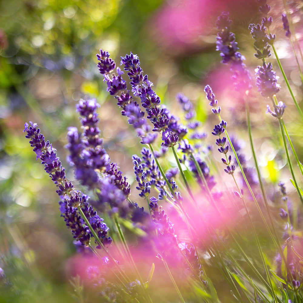 Lavandula angustifolia 'Hidcote'