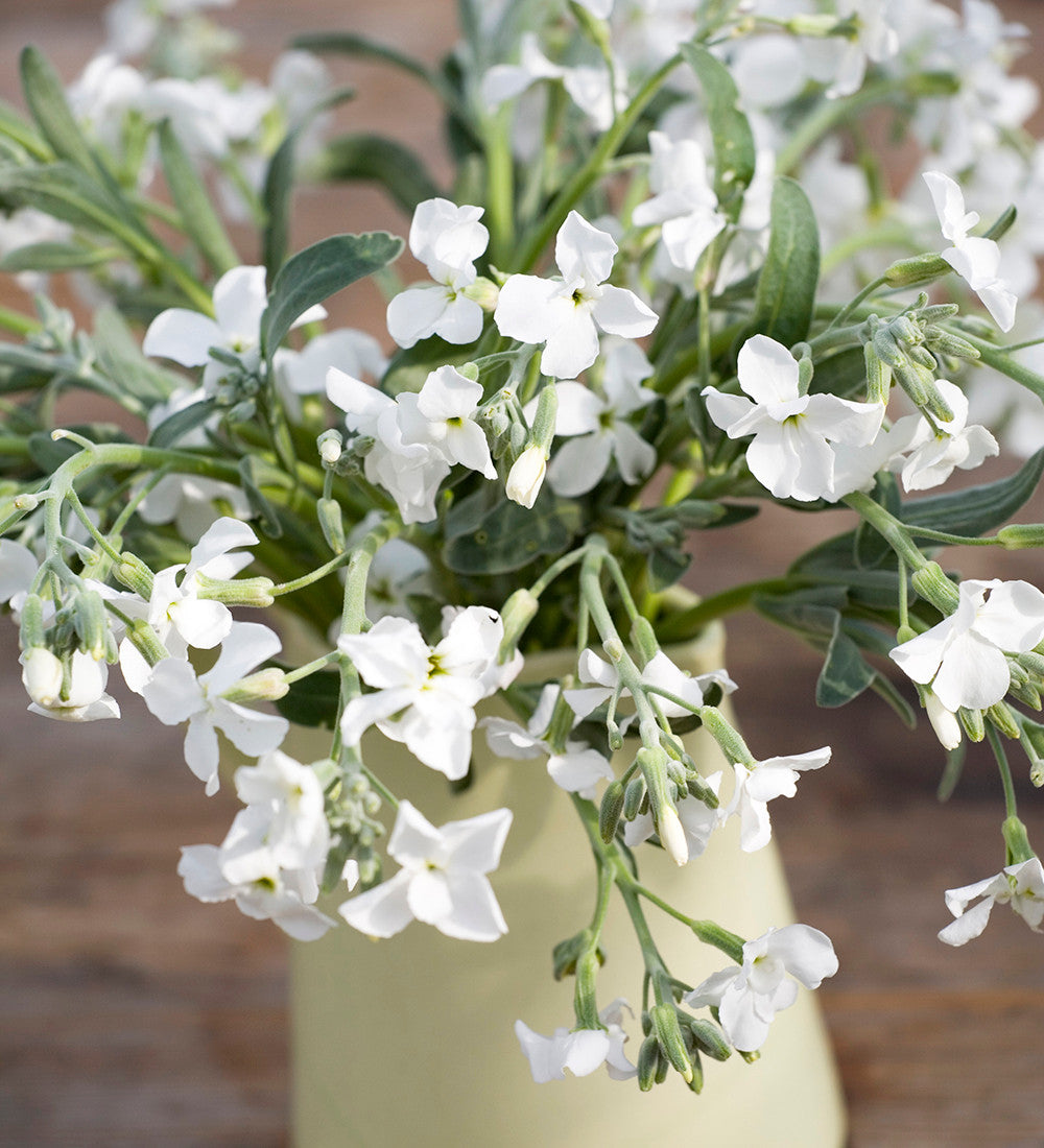 Matthiola incana 'Pillow Talk'