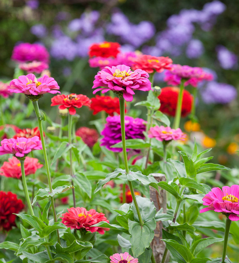 Zinnia elegans 'Giant Dahlia Mix'