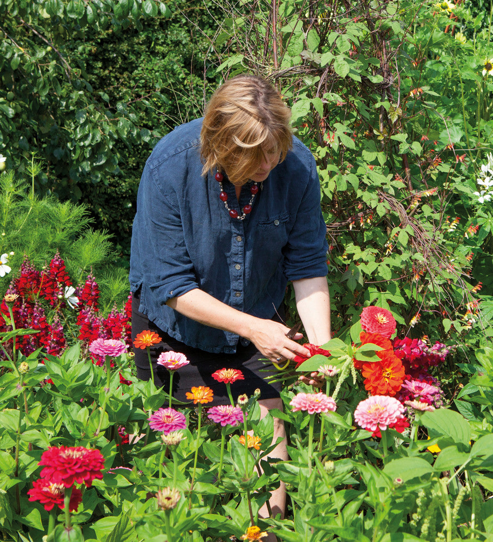 Buy Zinnia elegans 'Giant Dahlia Mix' | Sarah Raven