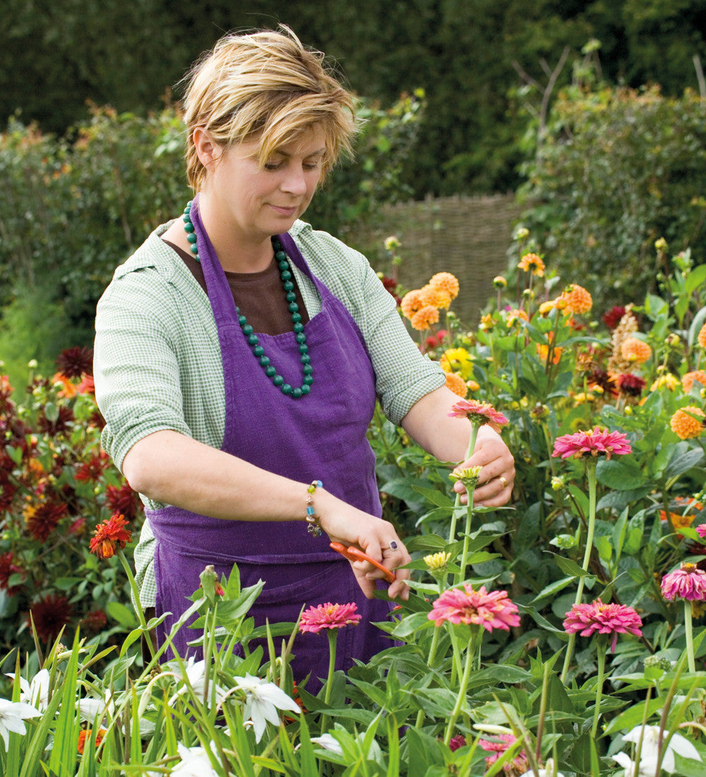 Buy Zinnia elegans 'Giant Dahlia Mix' | Sarah Raven