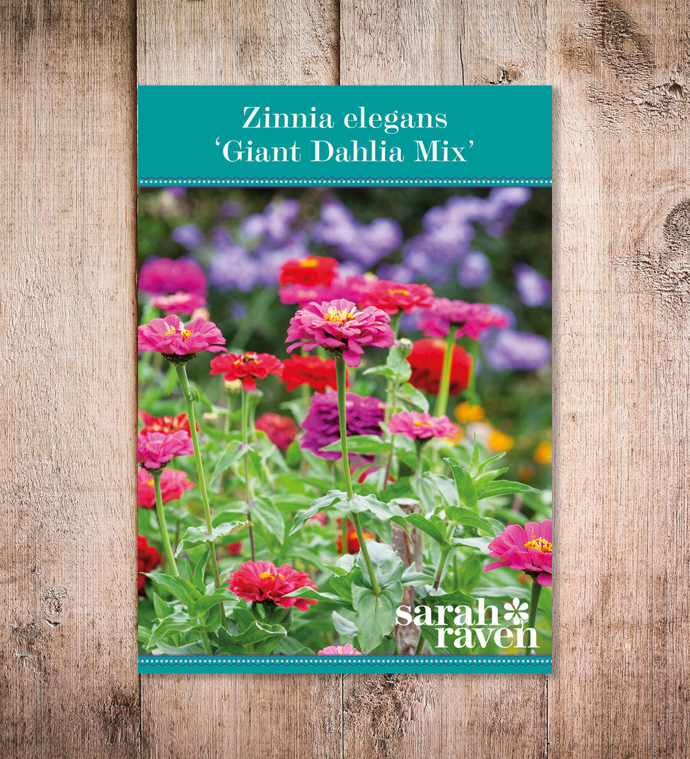 のの★薔薇と紫陽花　最高級綿100%セミダブル　クイーン仕立て直し Buy Zinnia elegans 'Giant Dahlia Mix' | Sarah Raven
