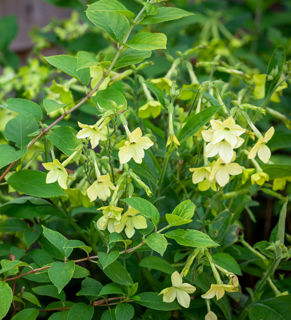 Nicotiana alata 'Lime Green'