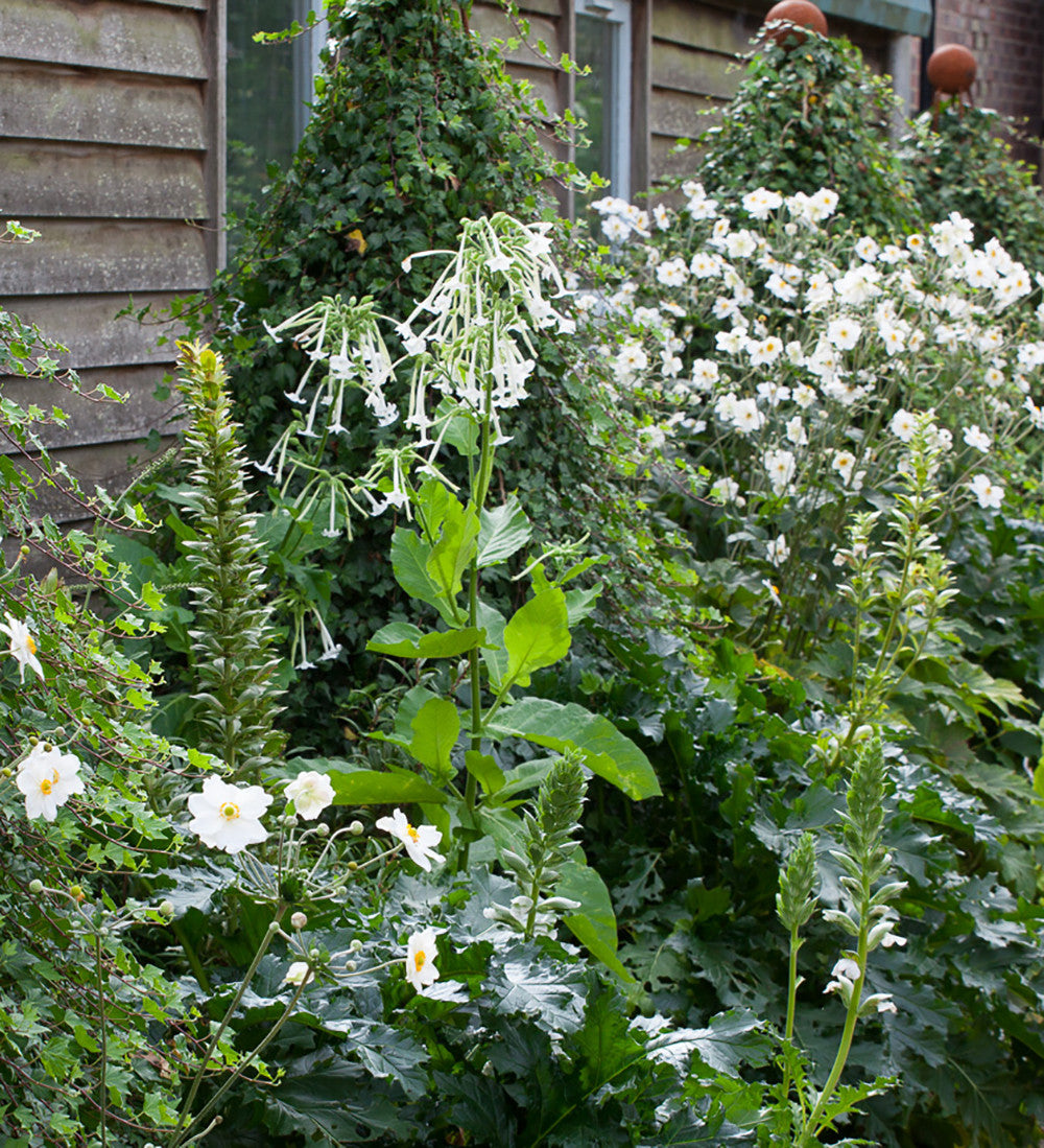 Nicotiana sylvestris 'Only the Lonely'