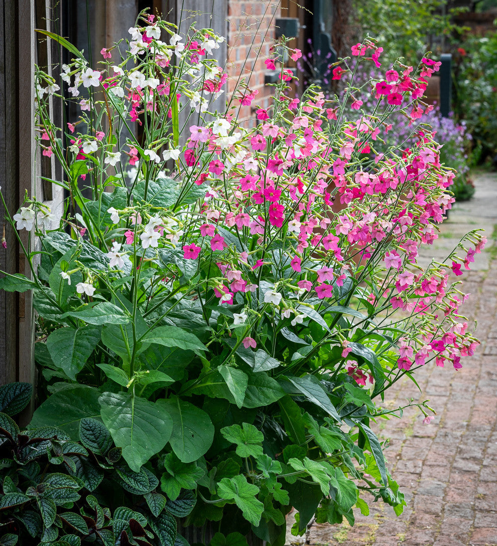 Nicotiana 'Whisper Mixed' F1
