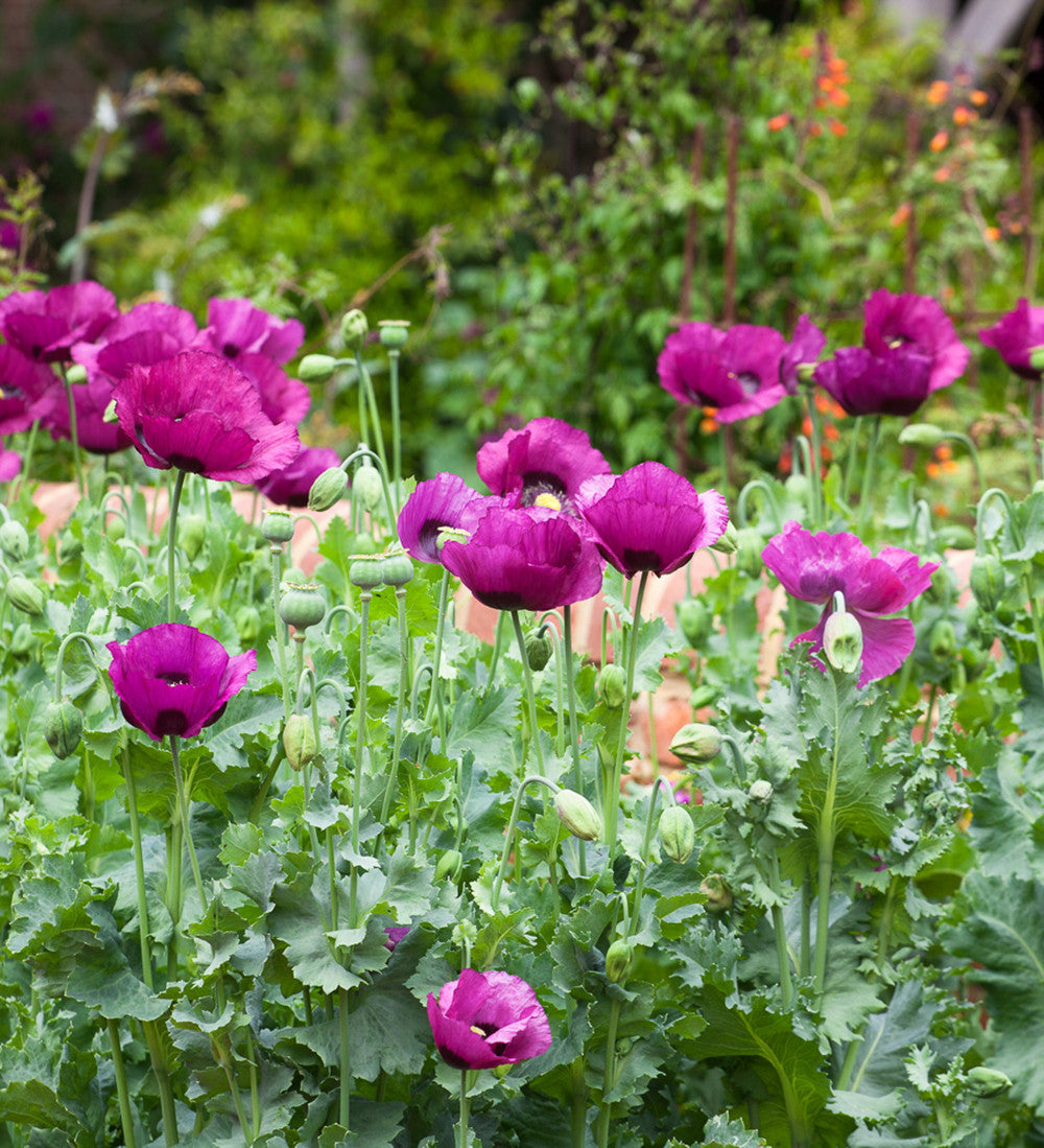 Papaver somniferum 'Dark Plum'