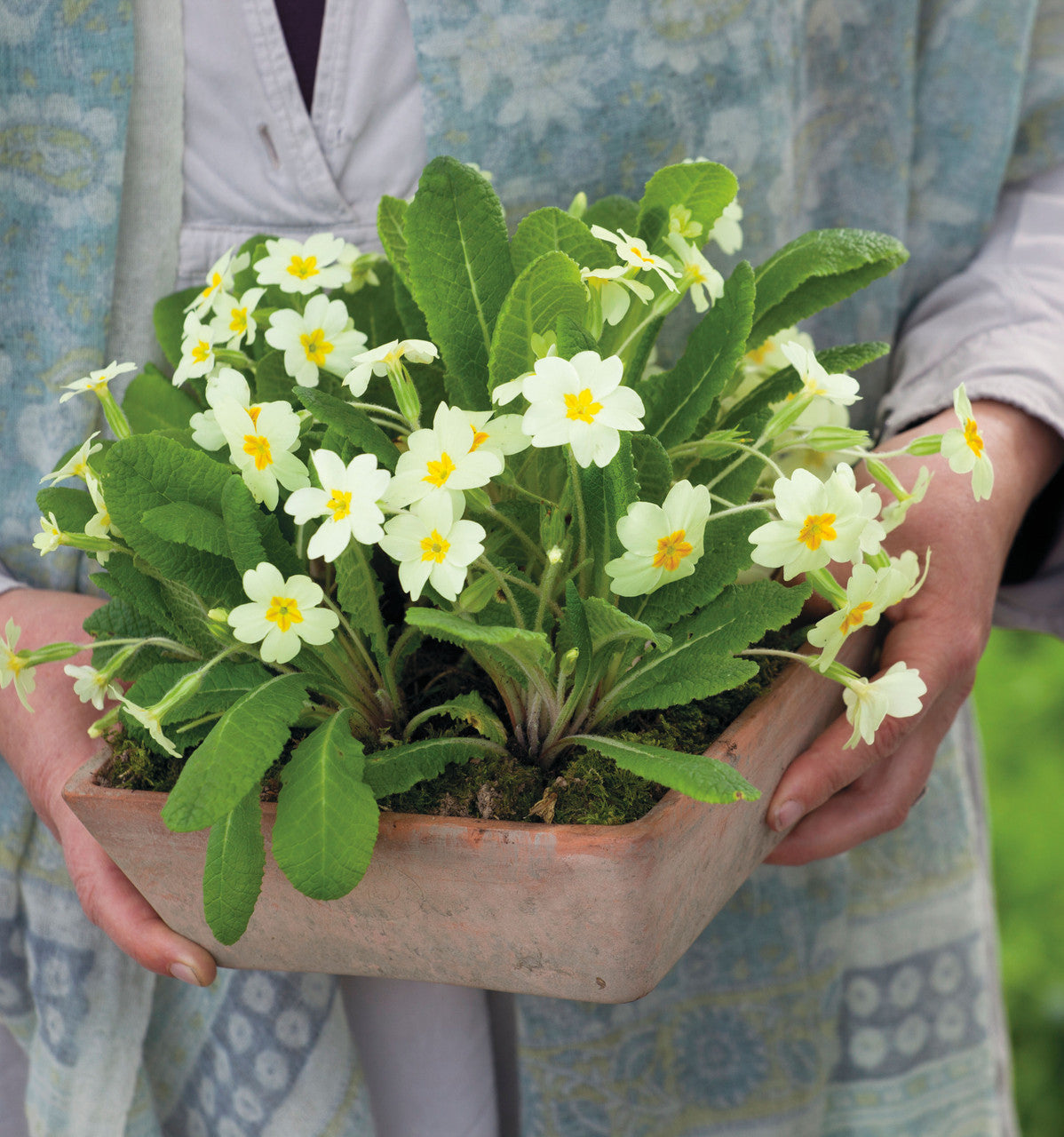 Primrose (Primula vulgaris)
