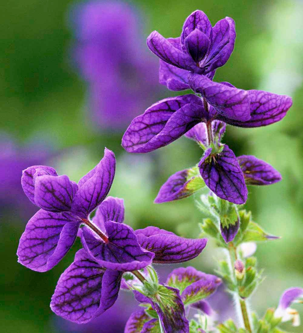 Salvia viridis 'Blue Monday'