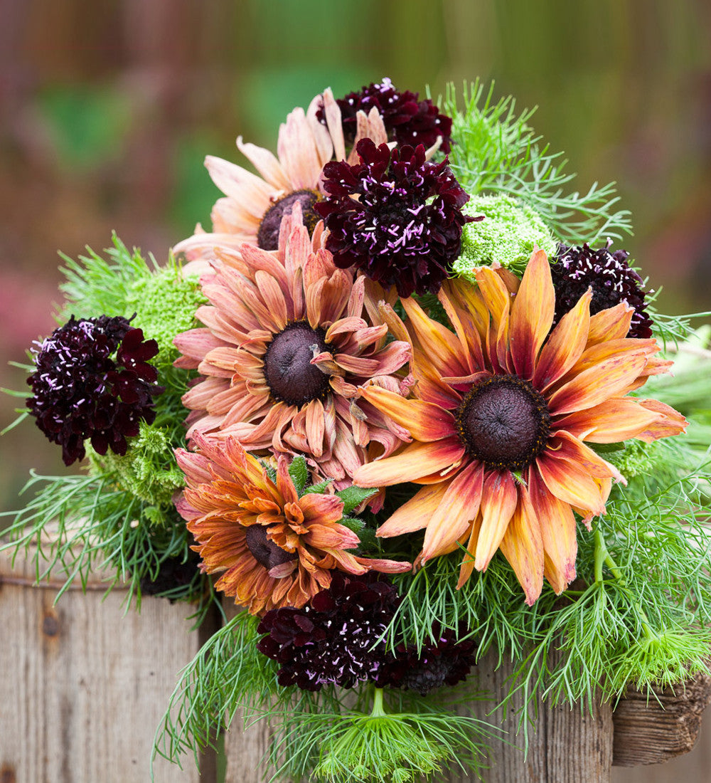 Scabiosa atropurpurea 'Black Cat'