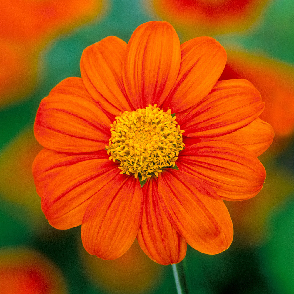 Tithonia rotundifolia ‘Torch’