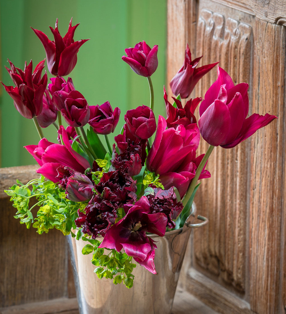 Tulip 'Havran'