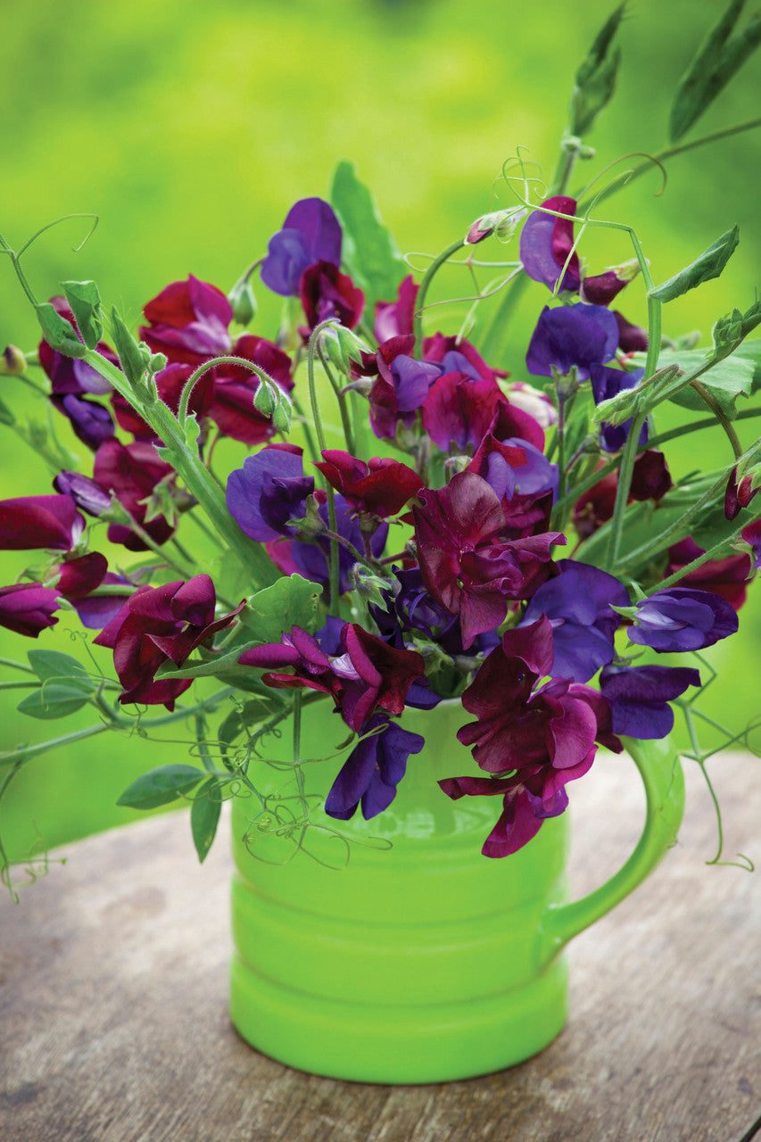 Venetian Sweet Pea Mix