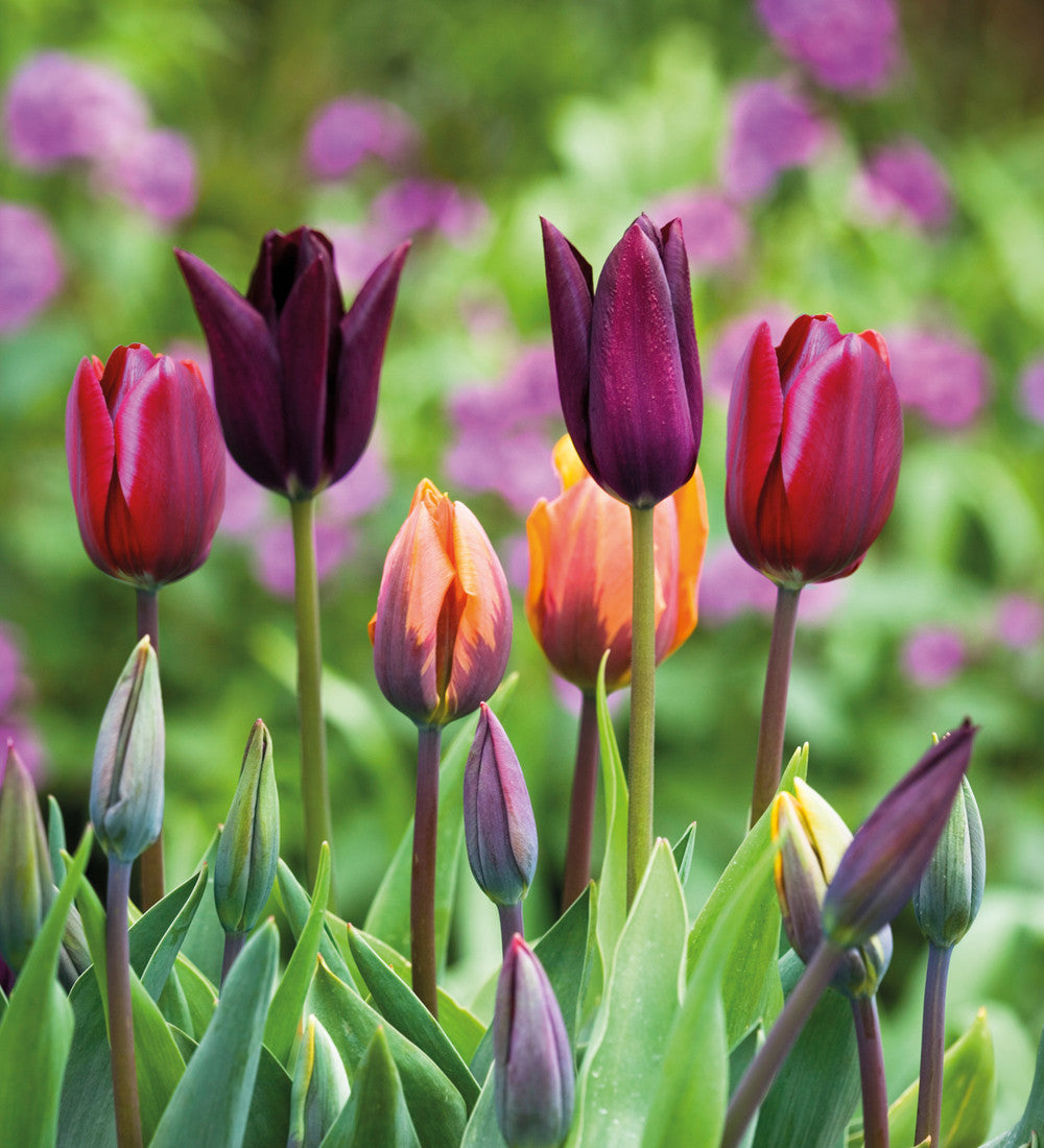 Venetian Tulip Collection