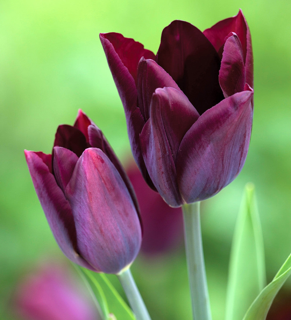 Venetian Tulip Collection