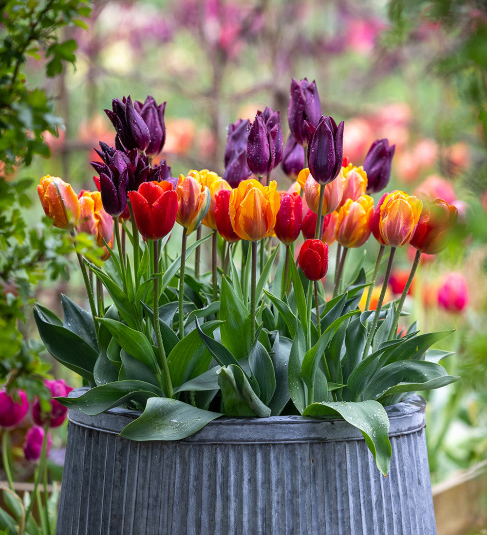 【専用】★THE TULIP COMPLETE SINCE1972★未視聴★ Venetian Tulip Collection | Sarah Raven
