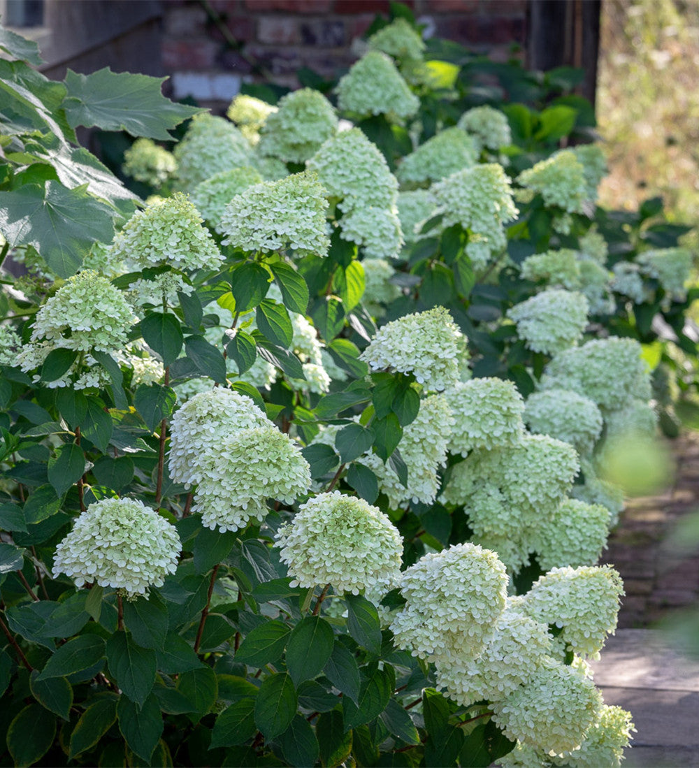 Hydrangea paniculata 'Limelight' AGM