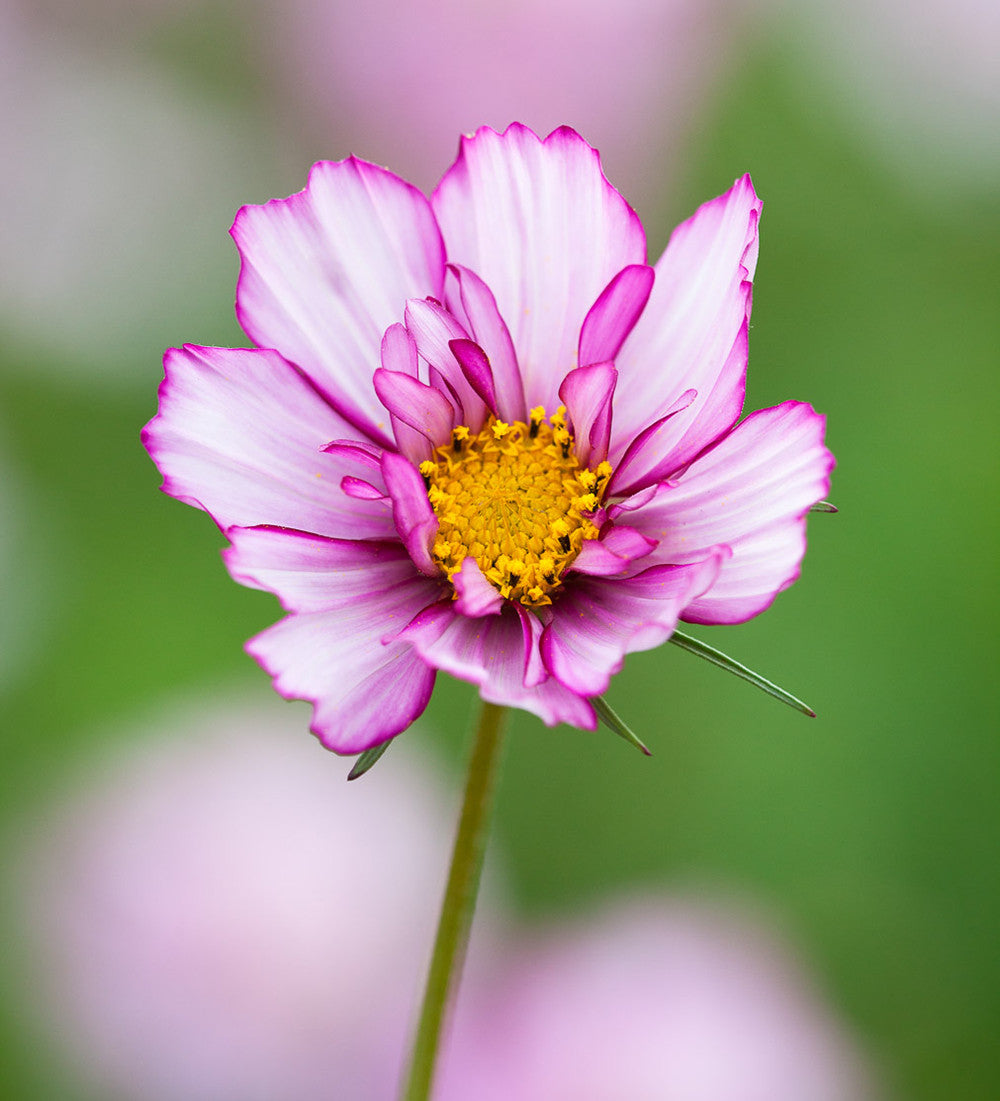 Cosmos bipinnatus 'Fizzy Rose Picotee'