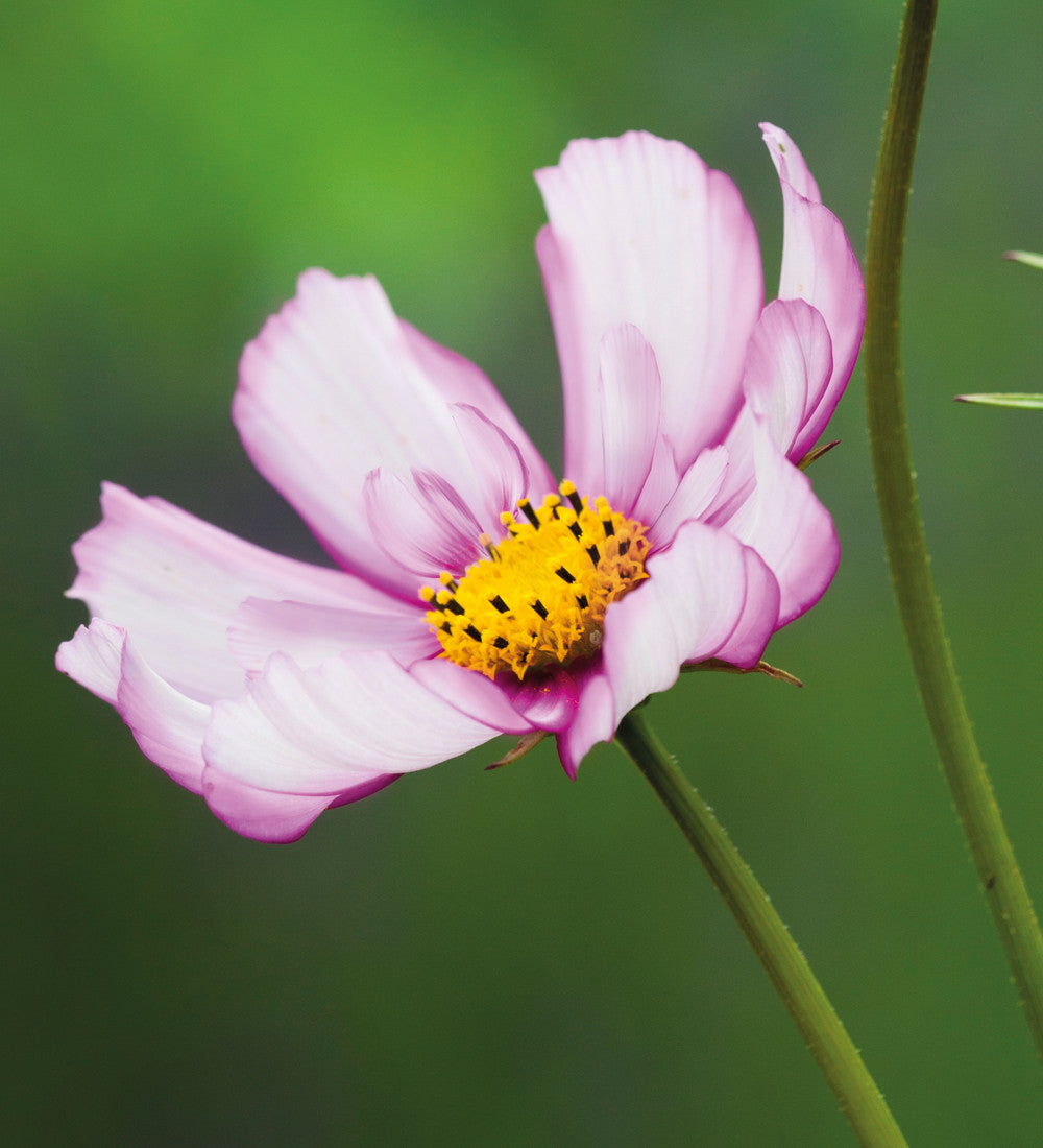 Cosmos bipinnatus 'Fizzy Rose Picotee'