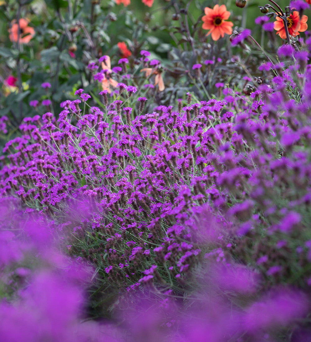 Verbena rigida