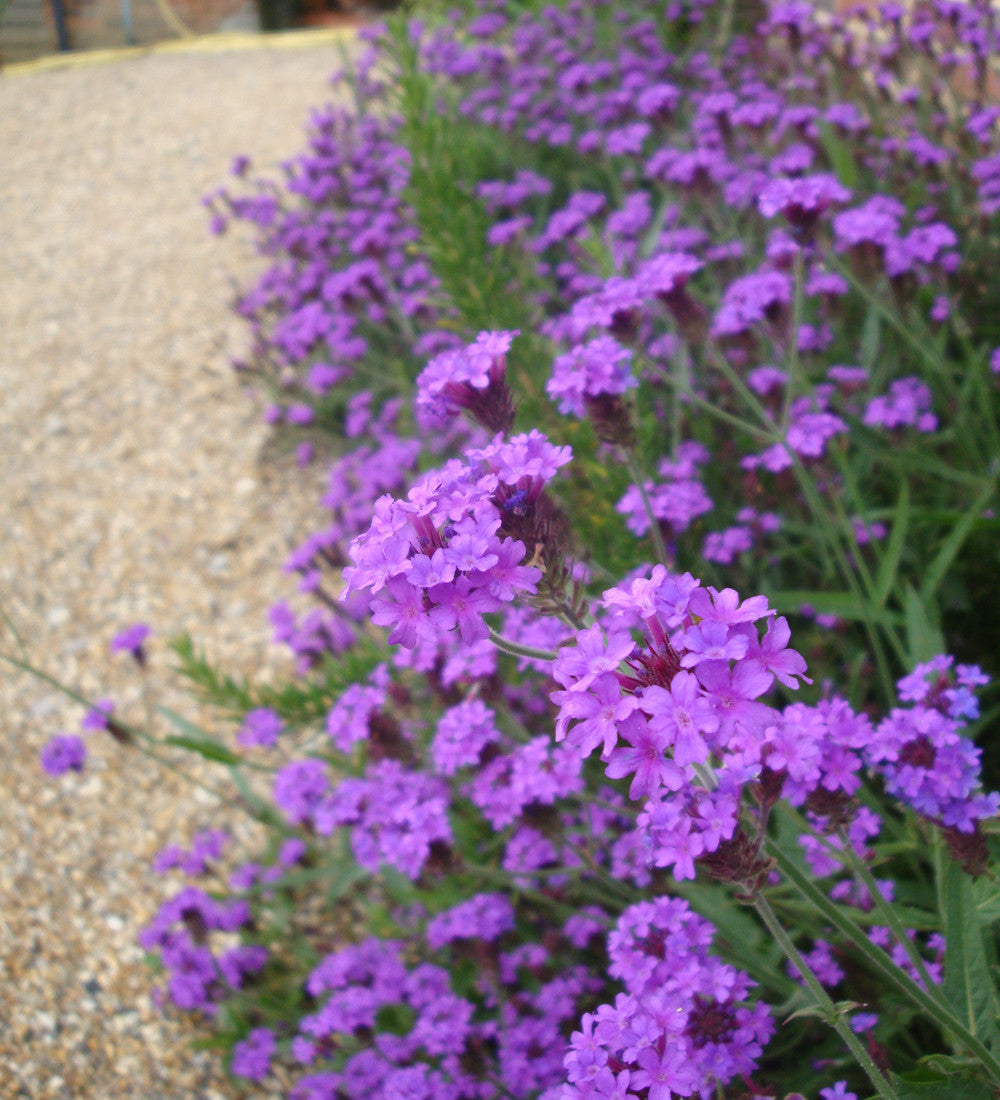 Verbena rigida