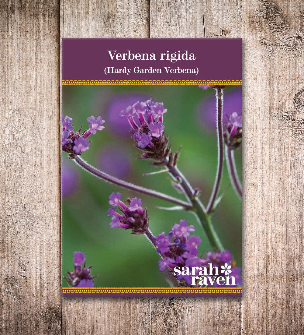 Verbena rigida