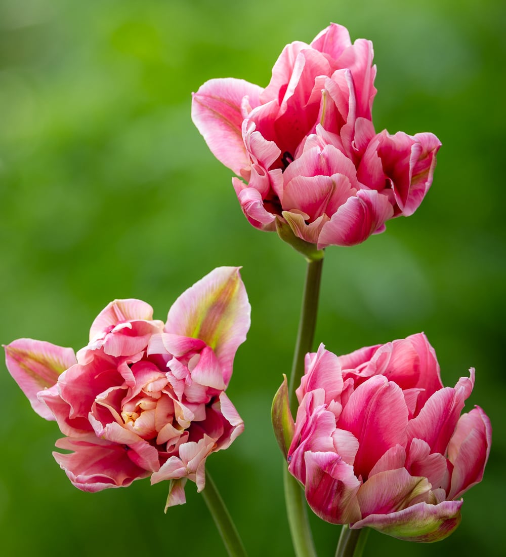 Tulip 'Love Whisper'